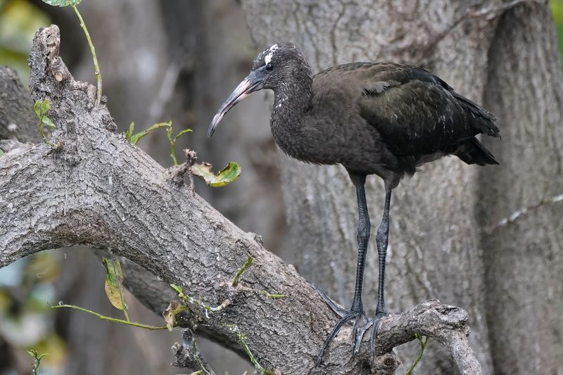 Glossy ibis chick