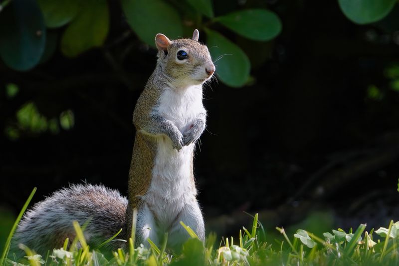 Alert grey squirrel