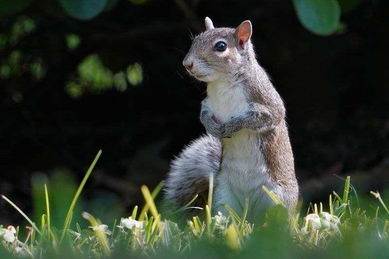 Grey squirrel being cautious