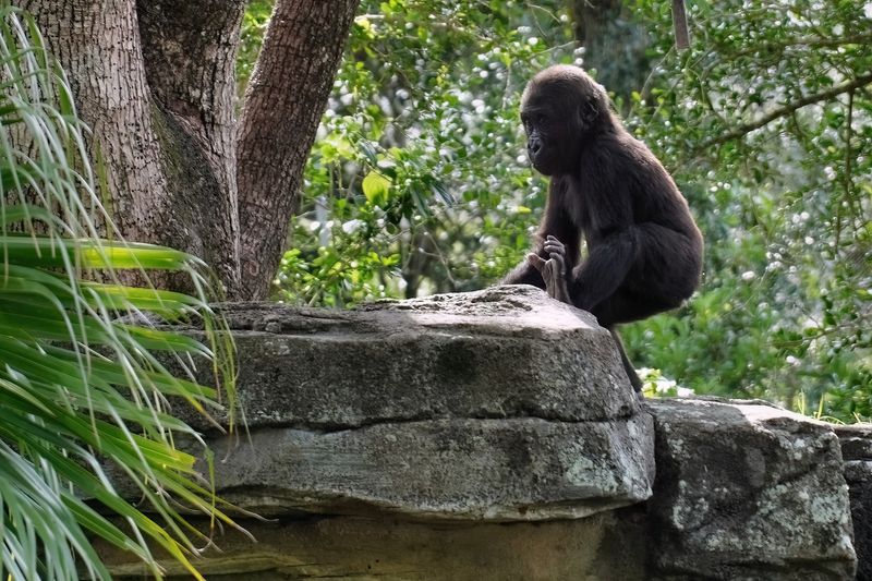 Baby gorilla exploring