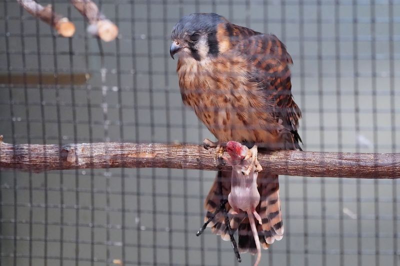 Kilee the kestrel, with a mouse meal