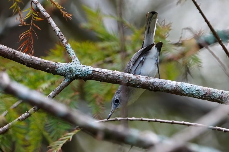 Blue-grey gnatcatcher