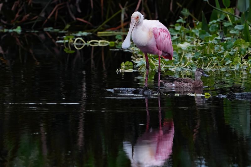 Roseate spoonbill