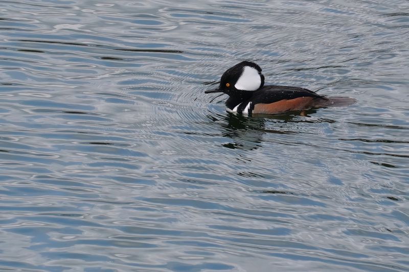 Male hooded merganser