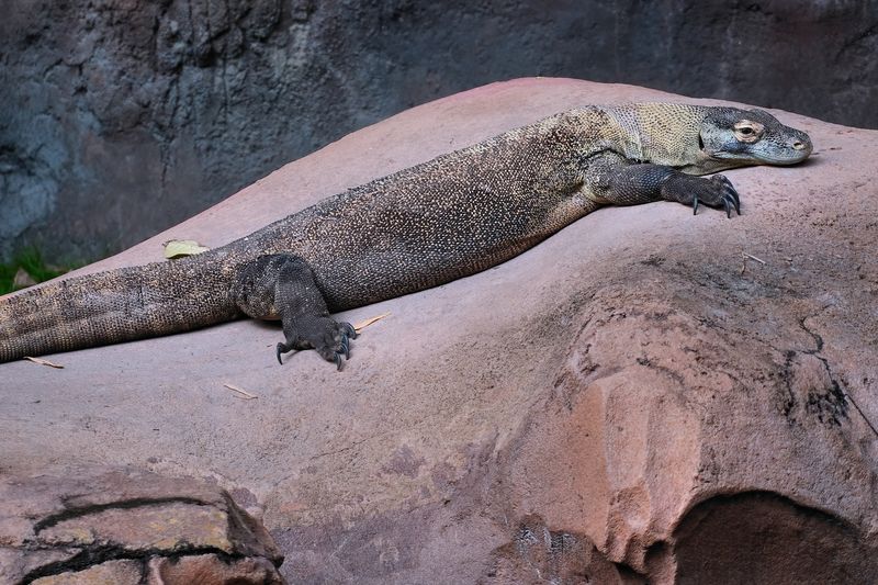 Komodo dragon