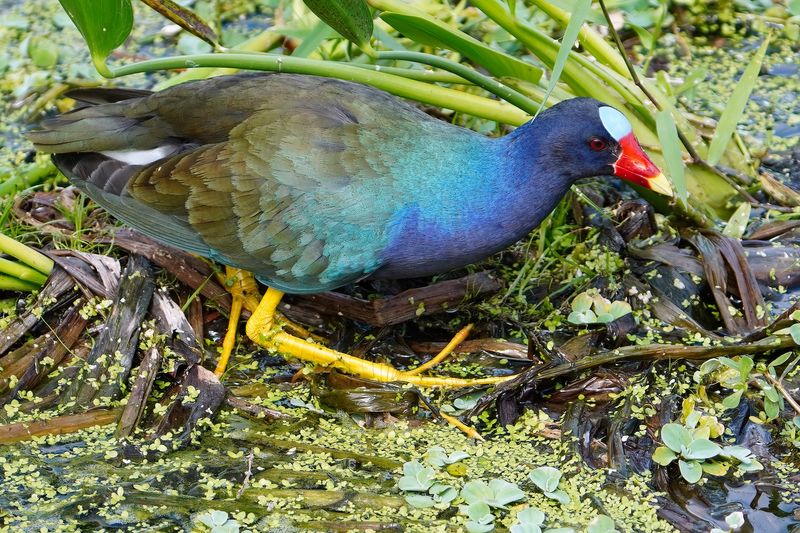 Purple gallinule