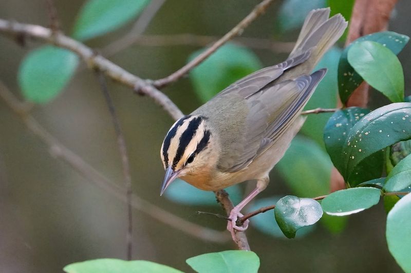 Worm-eating warbler