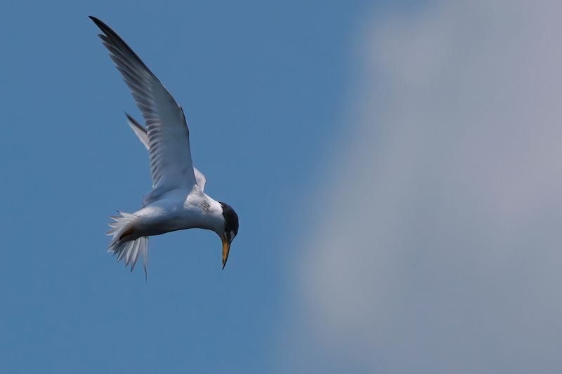 Least tern