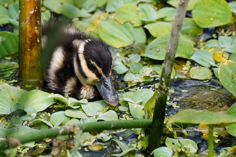 Black-bellied whistling duckling