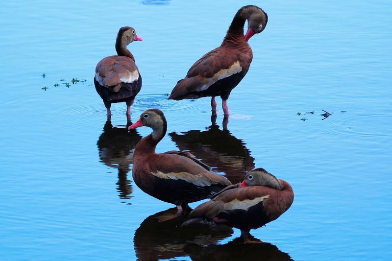 Black-bellied whistling ducks
