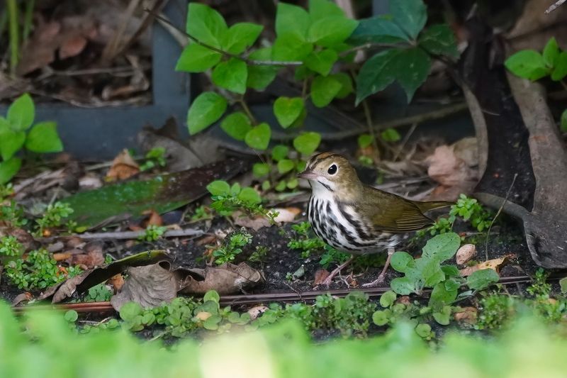 Ovenbird