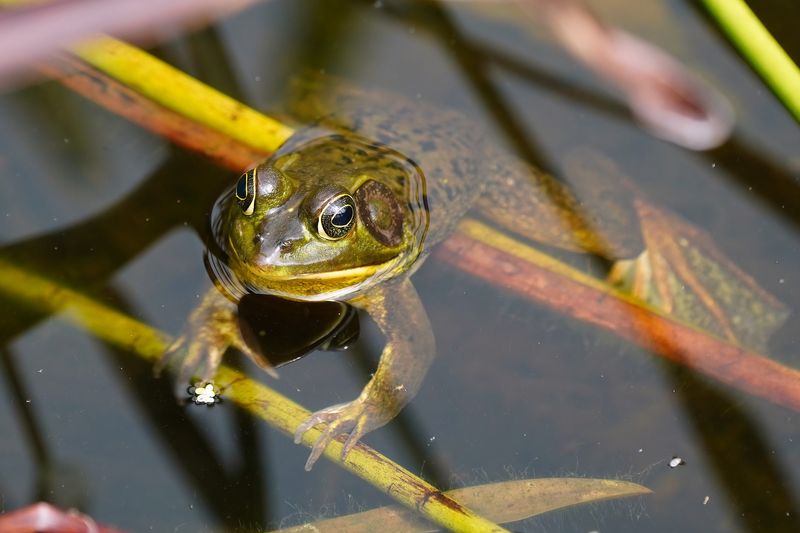 Pig frog