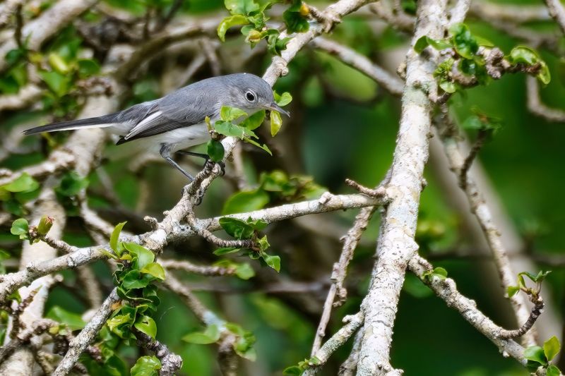 Blue-grey gnatcatcher