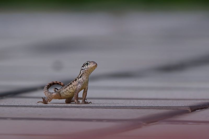 Juvenile northern curly-tailed lizard