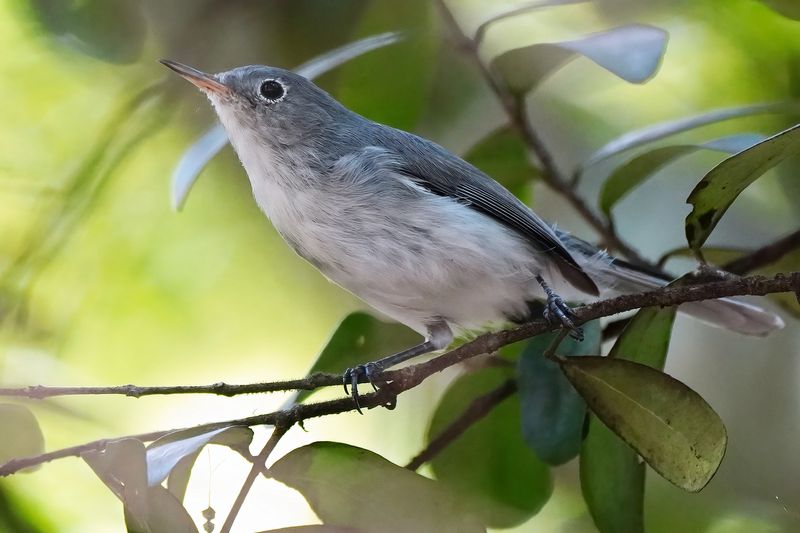 Blue grey gnatcatcher