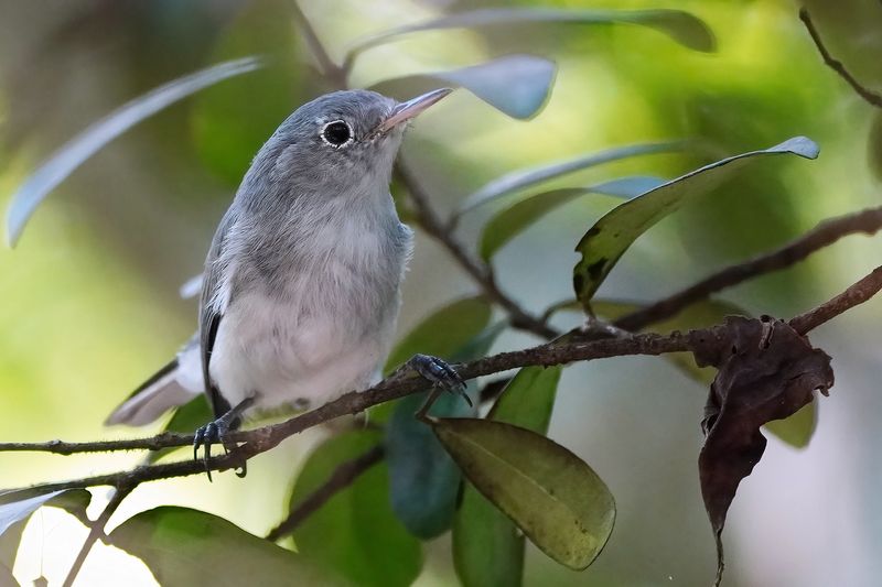 Blue grey gnatcatcher