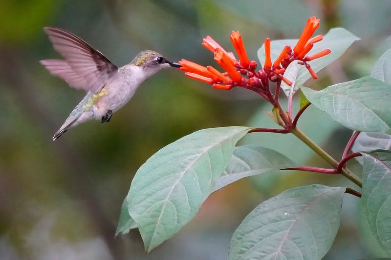 Ruby-throated hummingbird