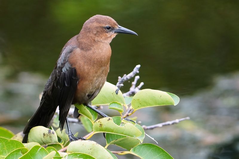 Boat-tailed grackle female