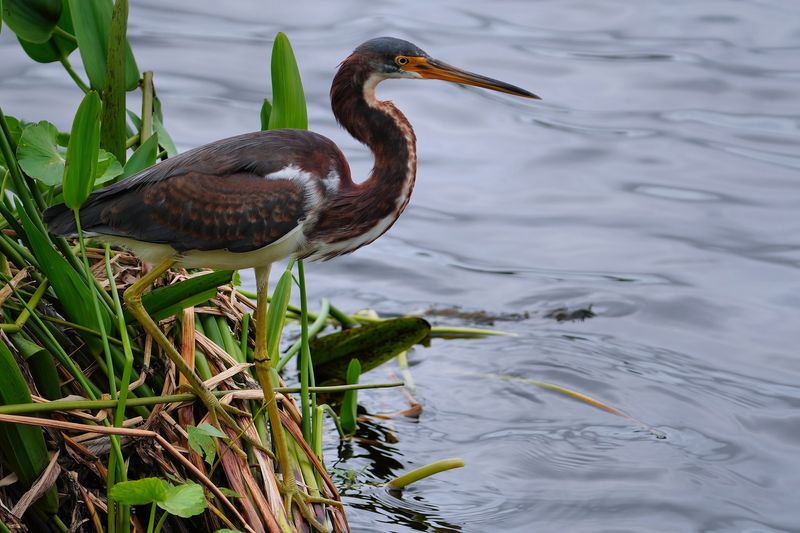 Juvenile tricolored heron