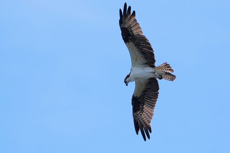 Osprey in flight