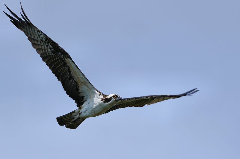 Osprey in flight