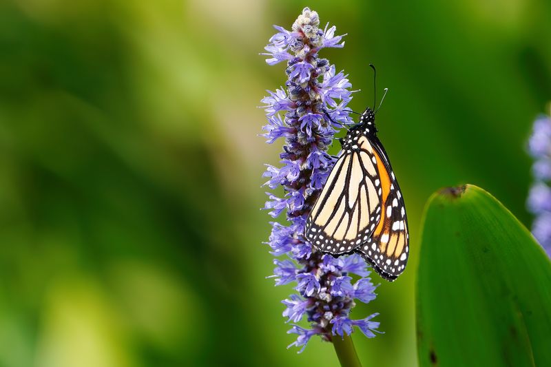Monarch butterfly