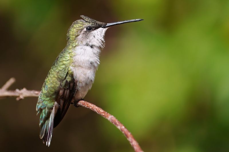 Ruby-throated hummingbird - female