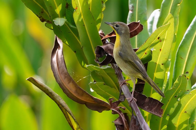 Common yellowthroat