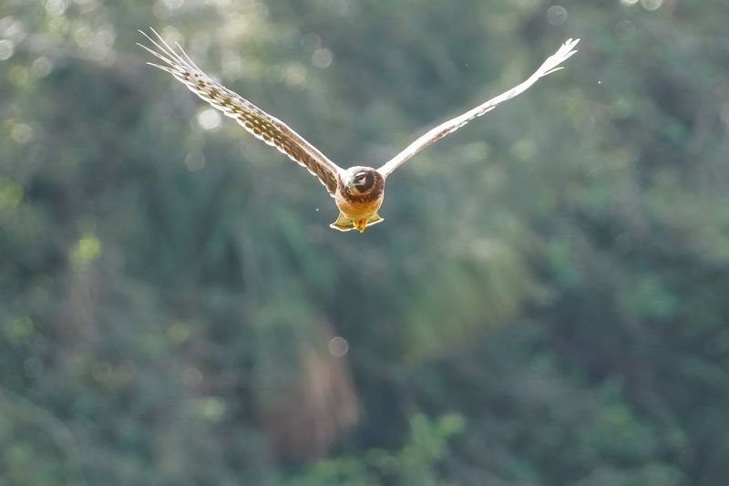 Northern harrier - immature female