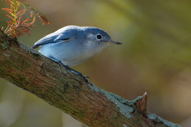 Blue-grey gnatcatcher