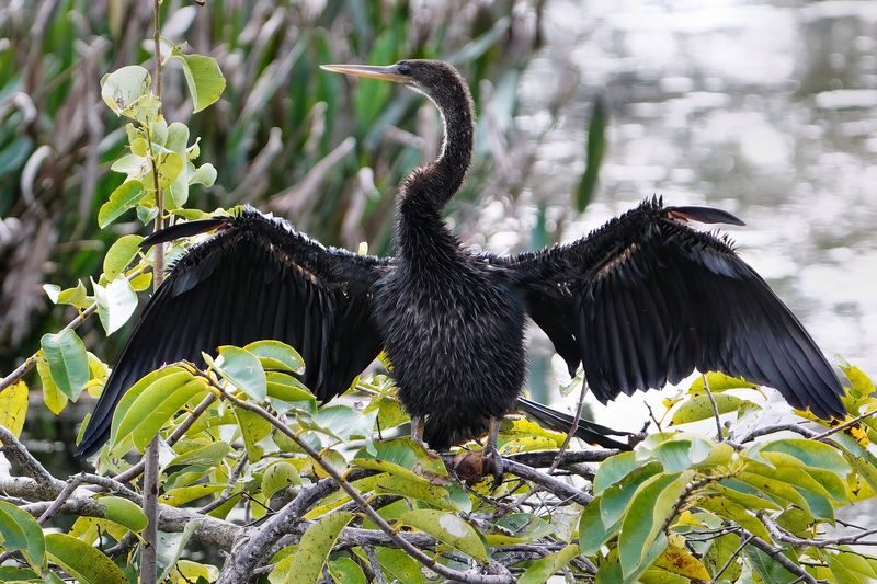 Anhinga drying off
