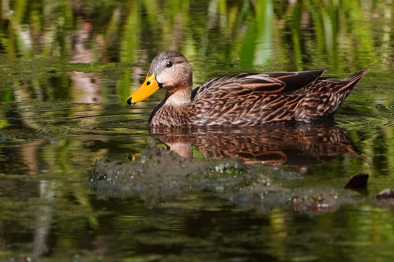 Mottled duck