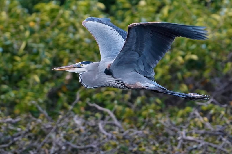 Great blue heron in flight