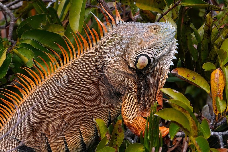 Green iguana closeup