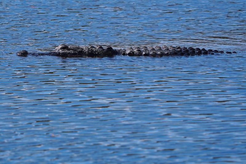 Alligator cruising