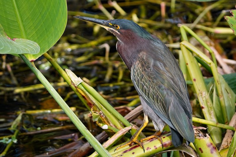 Green heron