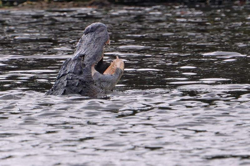 Alligator finishing a meal