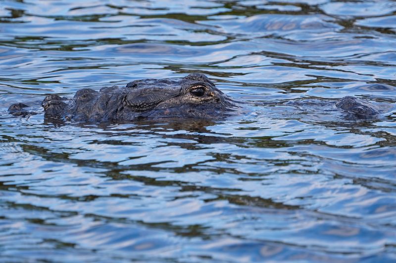 Alligator closeup
