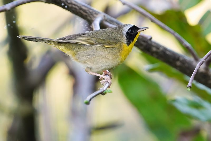 Male common yellowthroat