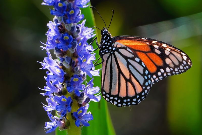 Monarch butterfly on a pickerelweed