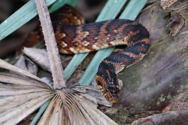 Banded water snake