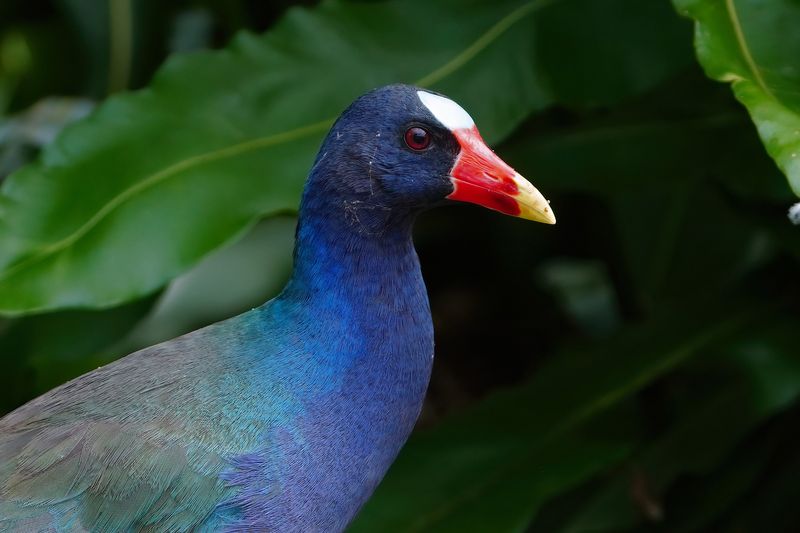 Purple gallinule closeup
