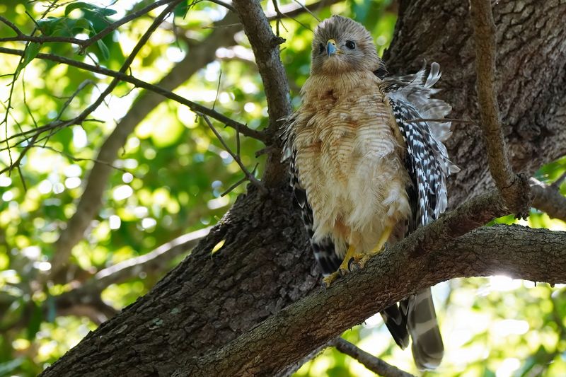 Red-shouldered hawk fluffing and shaking