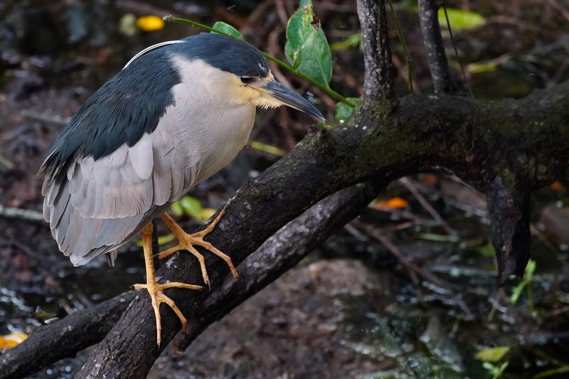 Black-crowned night heron