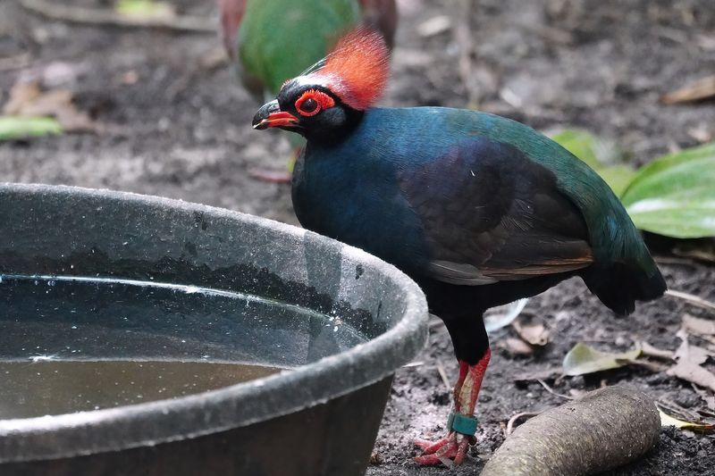Crested partridge