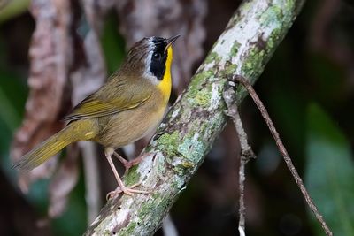 Male common yellowthroat