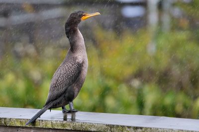 Double-crested cormorant in a downpour