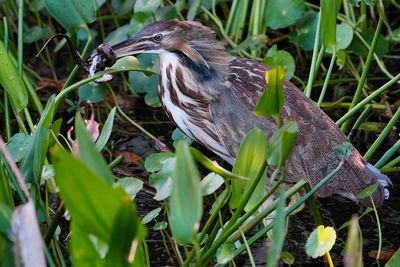 American bittern with banded watersnake
