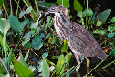 American bittern with banded watersnake
