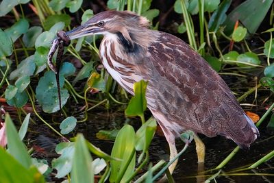 American bittern with banded watersnake